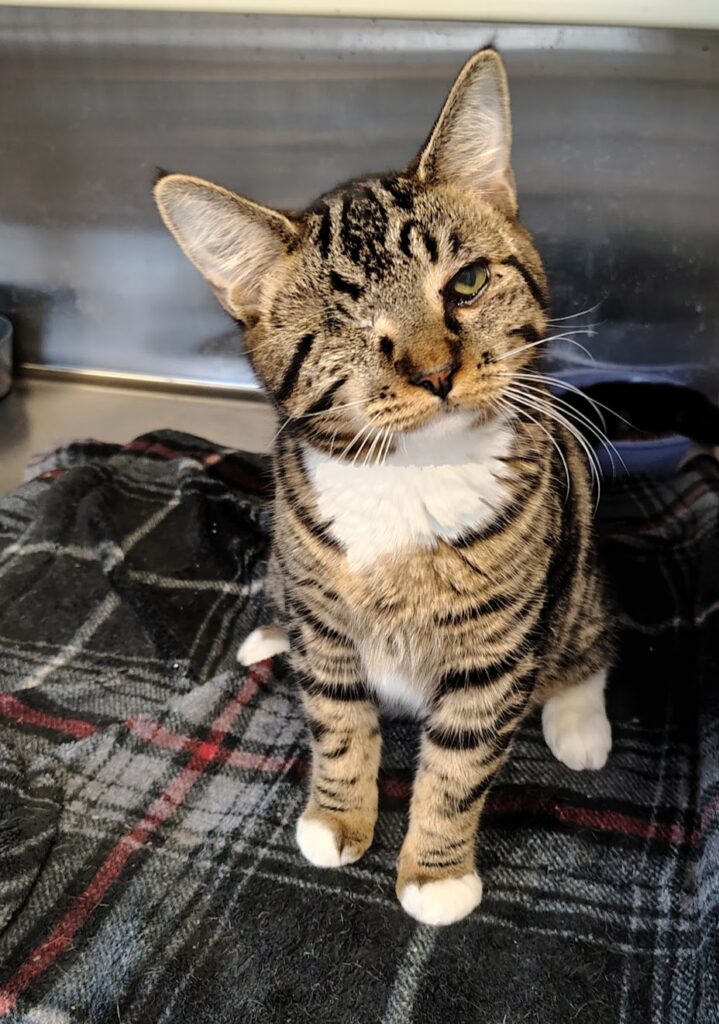 Cauliflower, now 100% confirmed to be a girl kitty! 