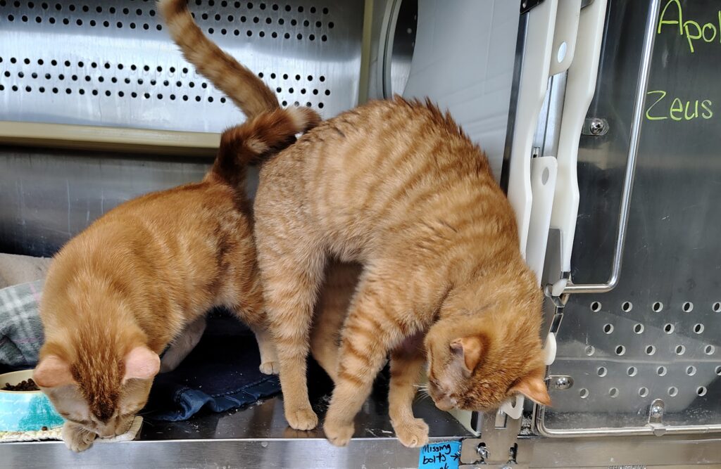 Apollo and Zeus, two Pendleton Cats 