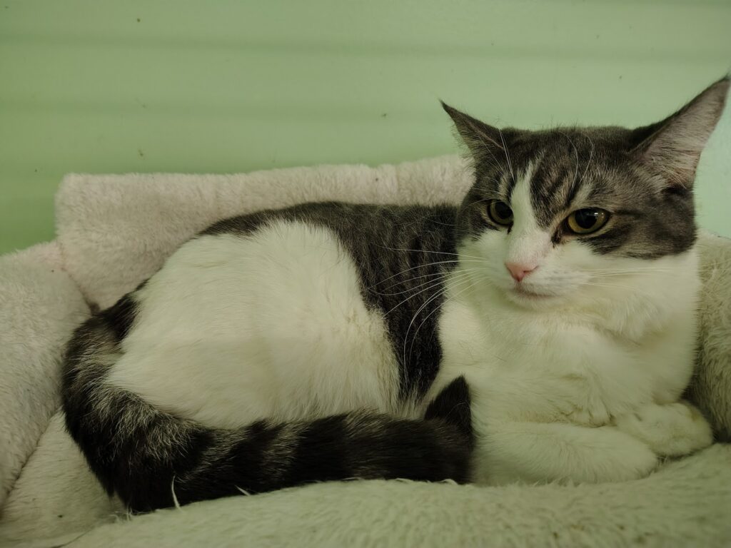 Cucumber, a Pendleton Animal Welfare Shelter Cat awaiting adoption