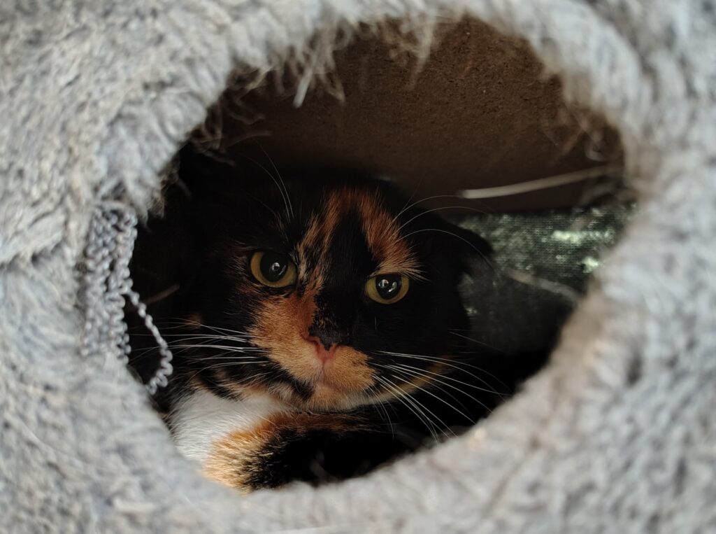 Jellyroll, a very special kitty