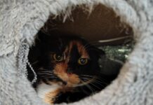 PAWS Report: Valentine’s Day Jellyroll, a very special kitty