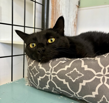 Silas, a cat for adoption at the Pendleton Animal Welfare Center