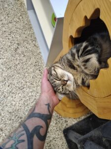 Adopted Cats