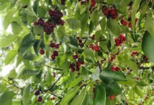 Let ‘er Glean