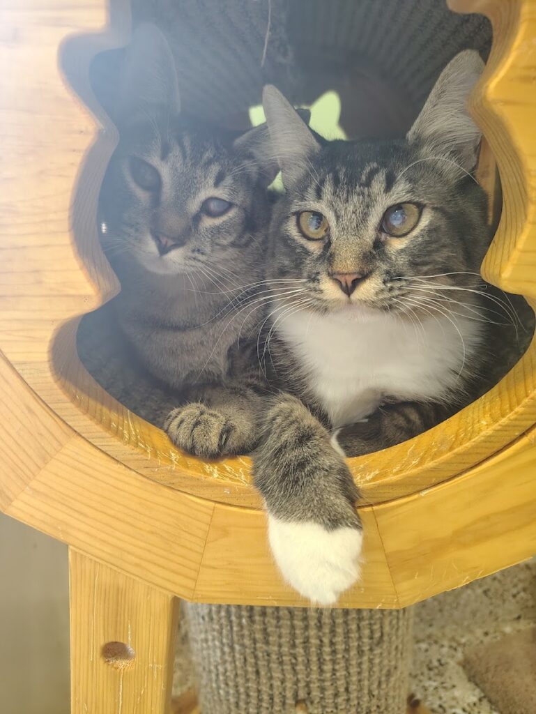 Pendleton Cats